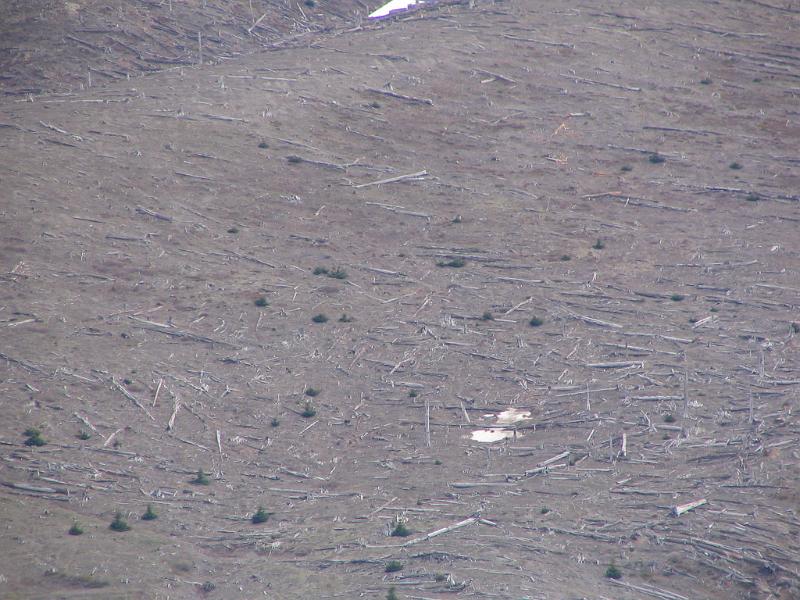 Mount St.Helens (15).JPG